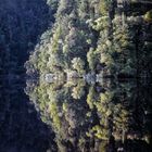 Elfenwald im Spiegelsee