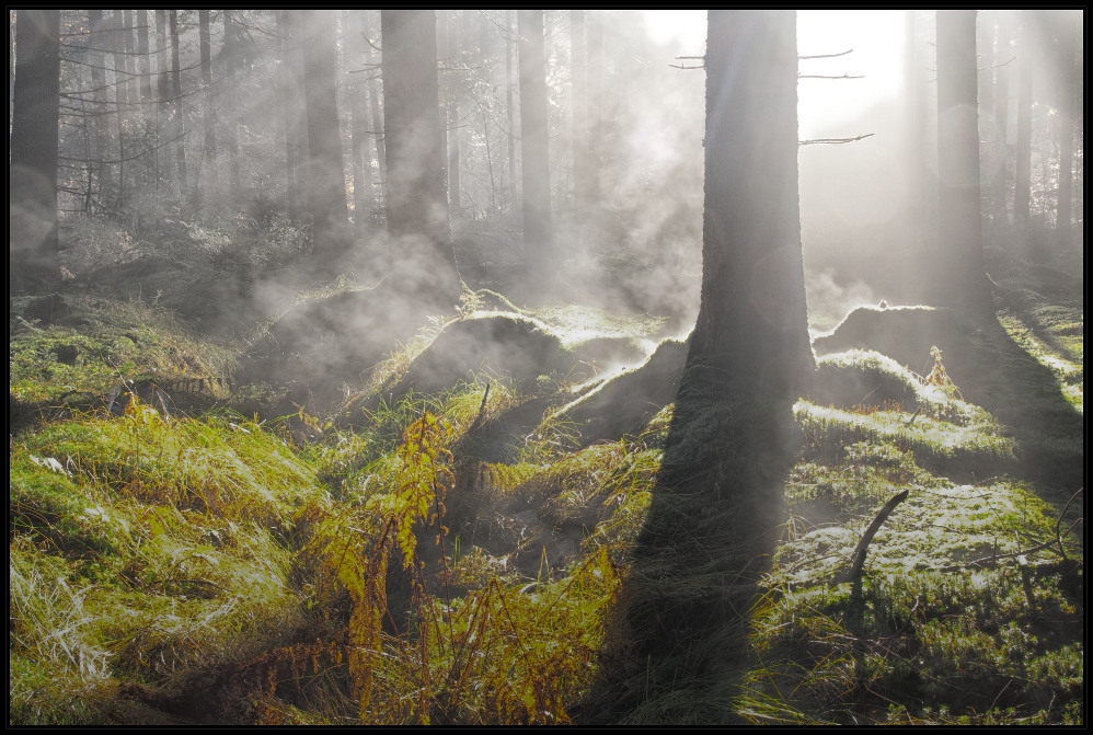 Elfenwald und Feentanz