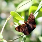 Elfin skipper,(Sarangesa sp)