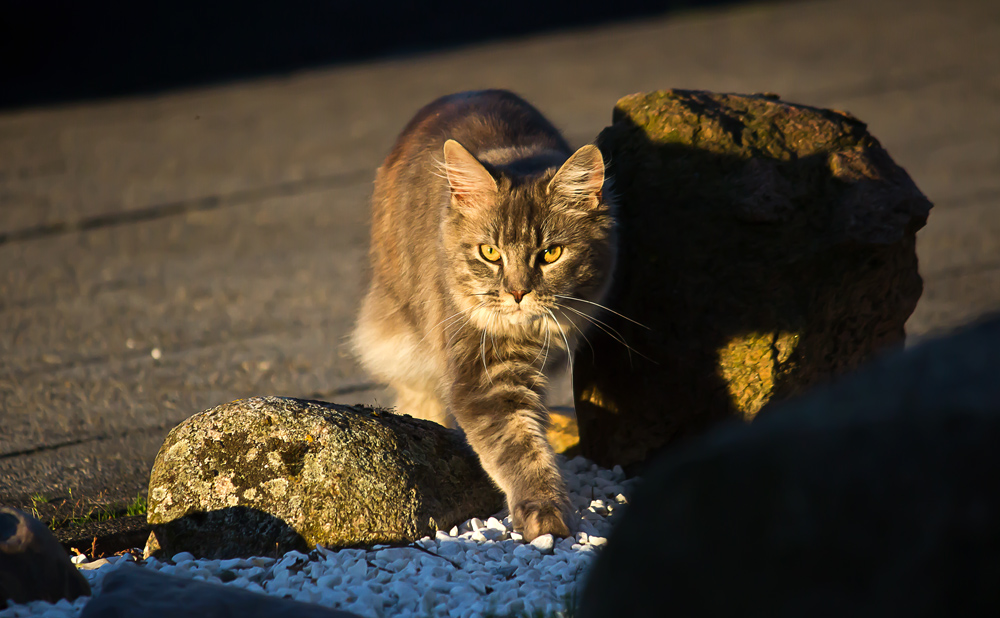 Elfriede: coming home