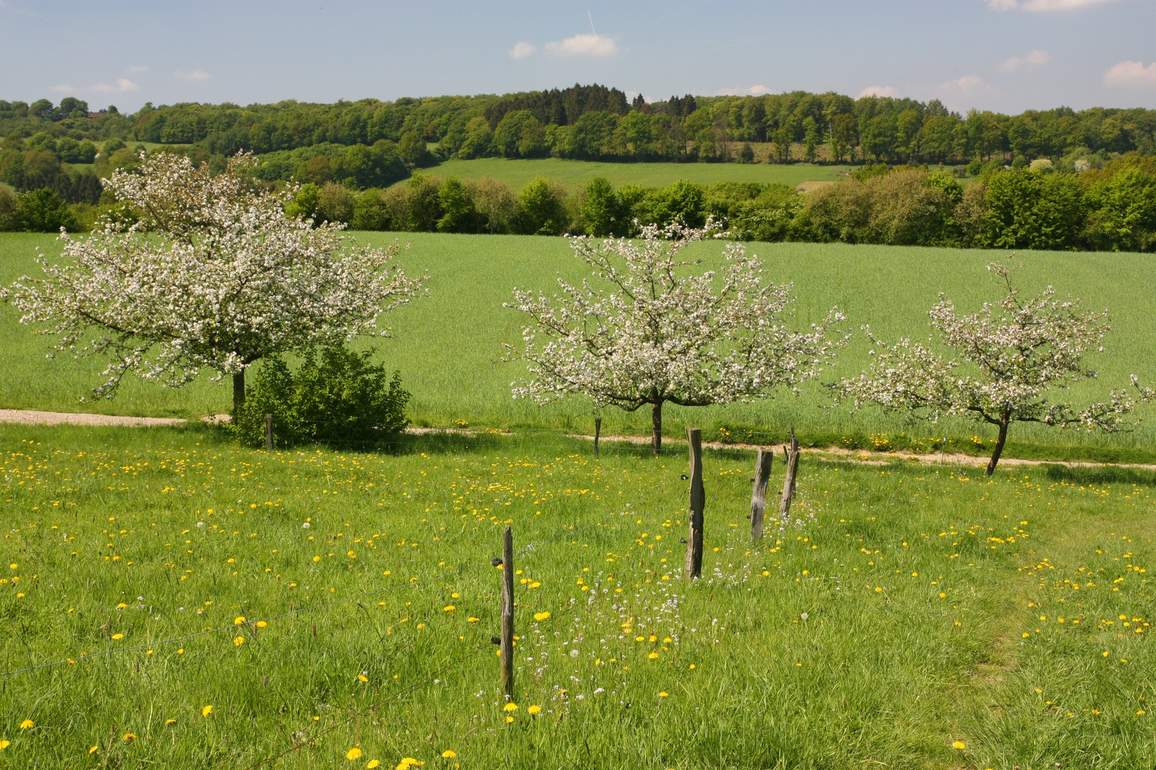 Elfringhauser Schweiz (Deilbachtal)