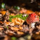 Elfringhauser Schweiz, Fliegenpilz