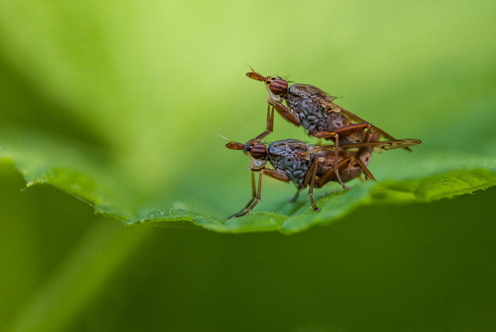 Elgiva cucularia Pärchen