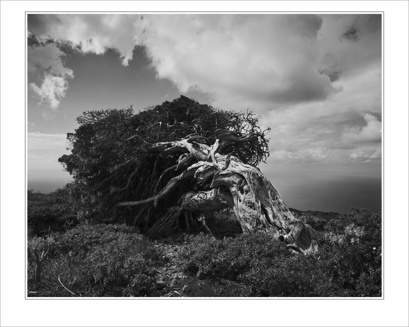 ElHierro-Sabinas