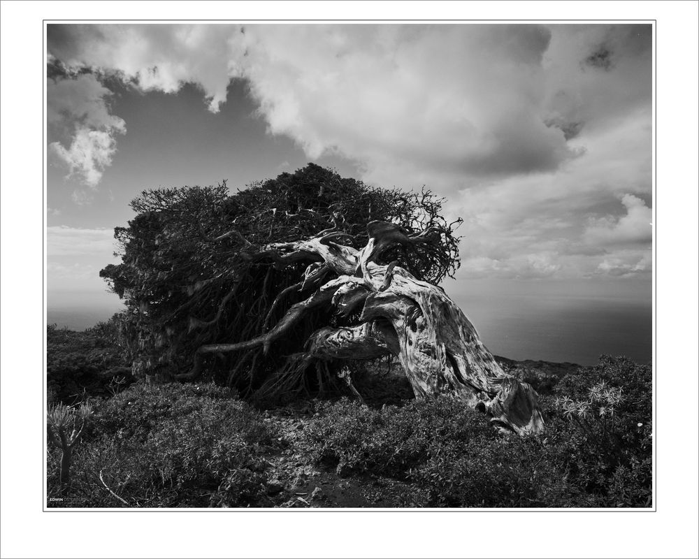 ElHierro-Sabinas