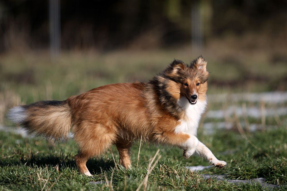 Eliel vom Schafhügel, genannt "Tayo"    unser kleiner Fuchs^^