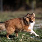 Eliel vom Schafhügel, genannt "Tayo"    unser kleiner Fuchs^^