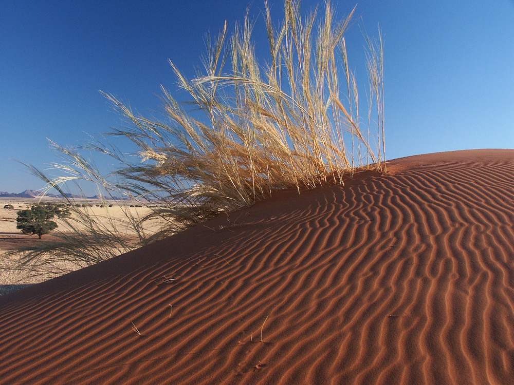 Elim Düne, Namibia