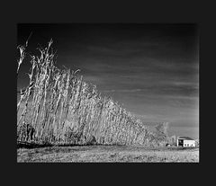 Elio Ciol - Canne di sorgo, Domanins 1953