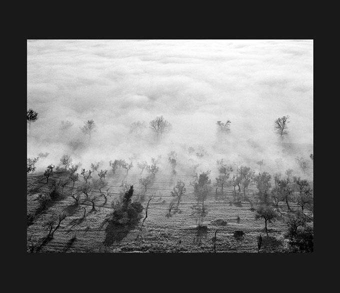 Elio Ciol - Nebbia nell'oliveto, Assisi 1958