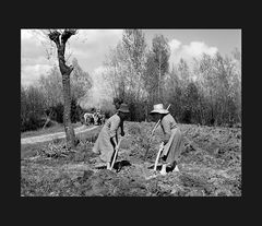 Elio Ciol - Nei campi, Orcenico inferiore 1959