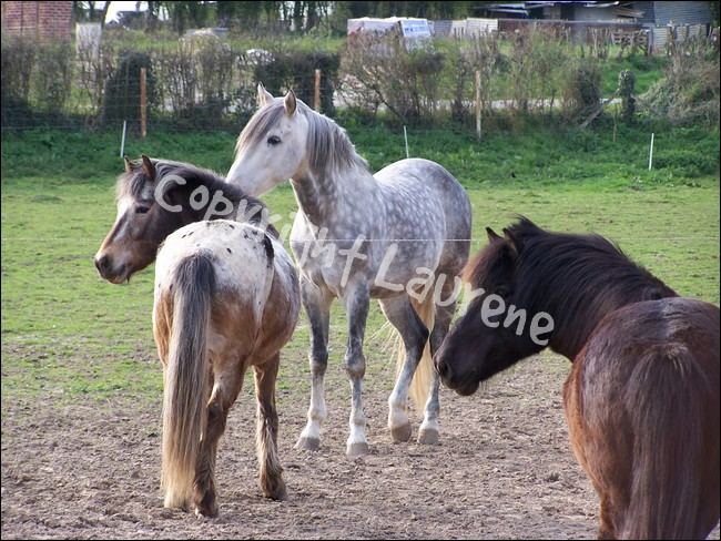 Eliot, Fortune, Bandit