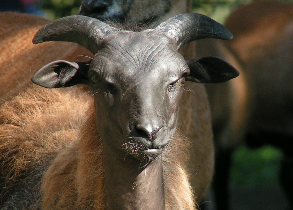 Elisabeth (Kamrunschaf) eine Laune der Natur