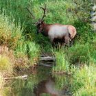 Elk