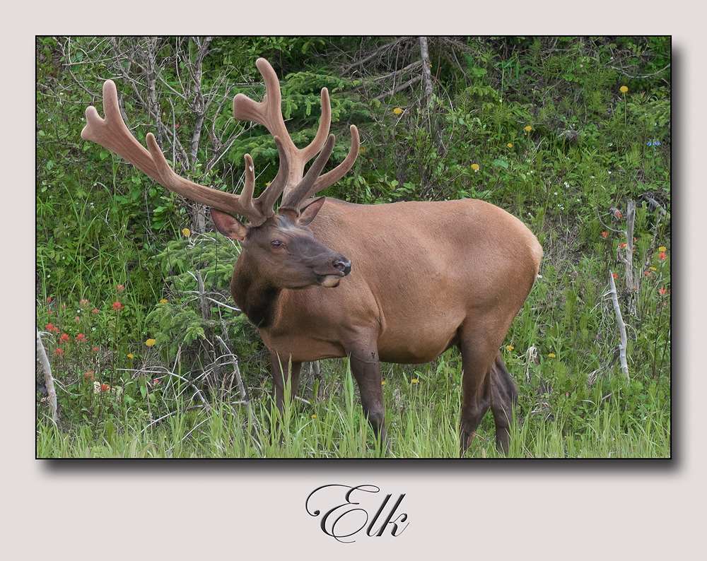 Elk