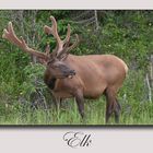 Elk