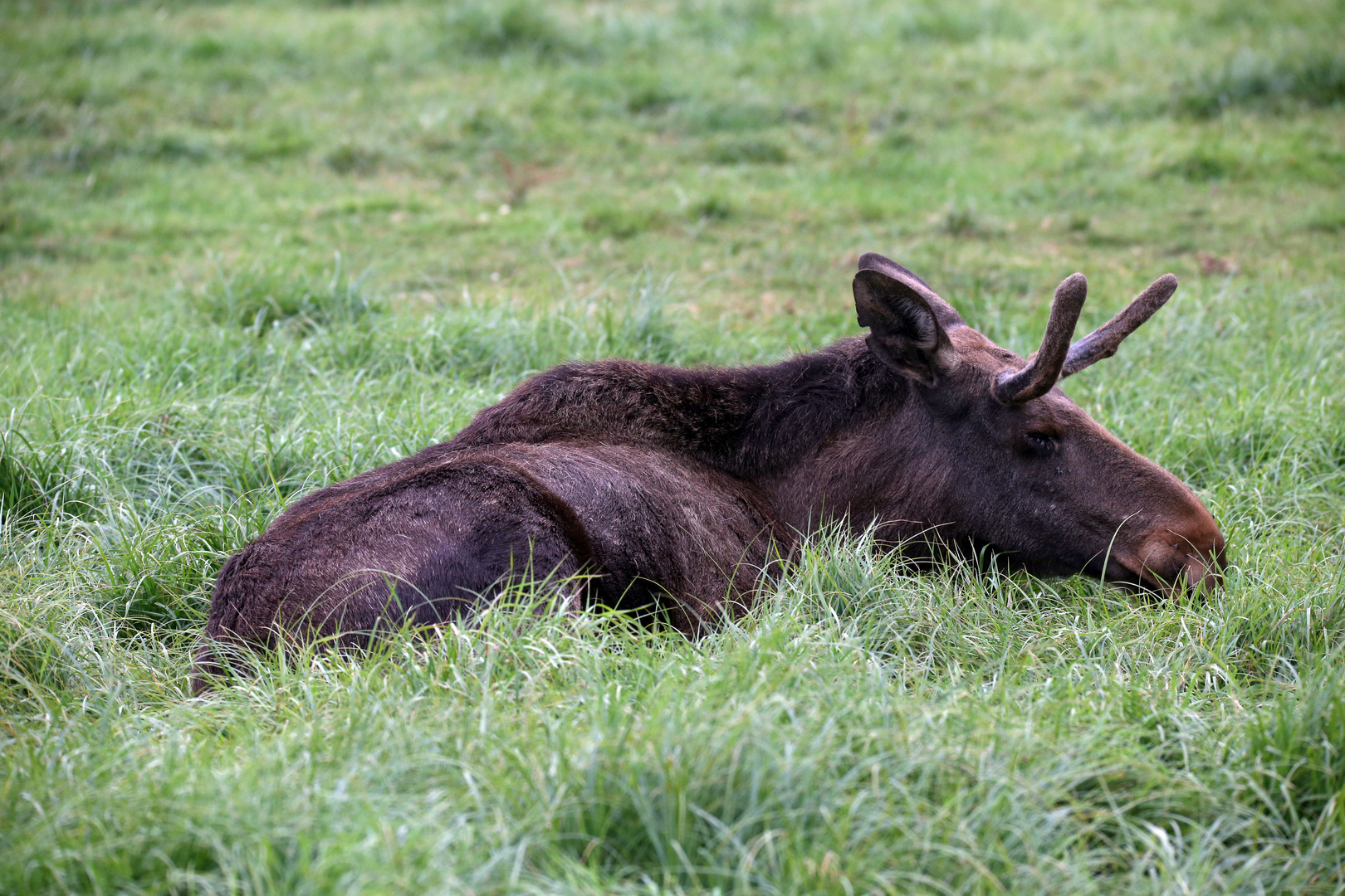 elk