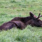 elk