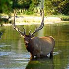 elk