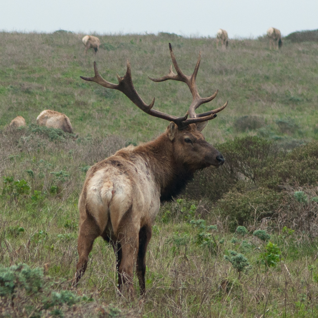 Elk