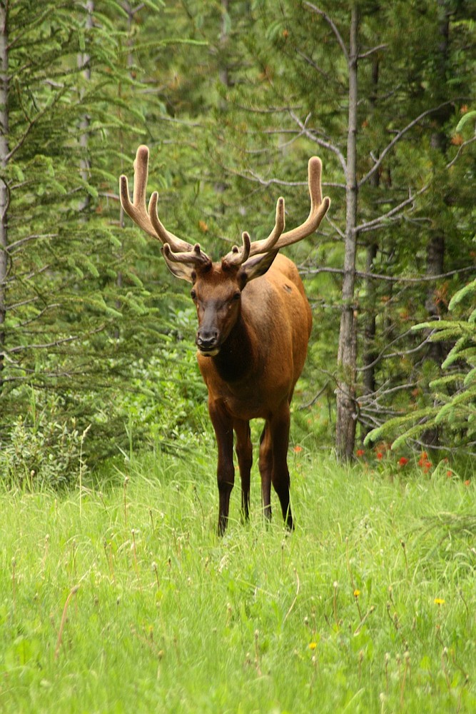 Elk