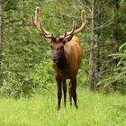 Elk