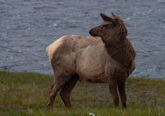 Elk