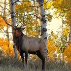 Elk