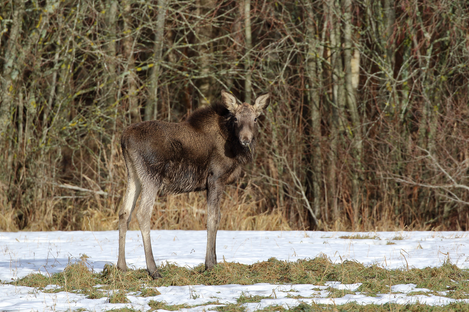 Elk (Alces alces)