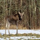 Elk (Alces alces)