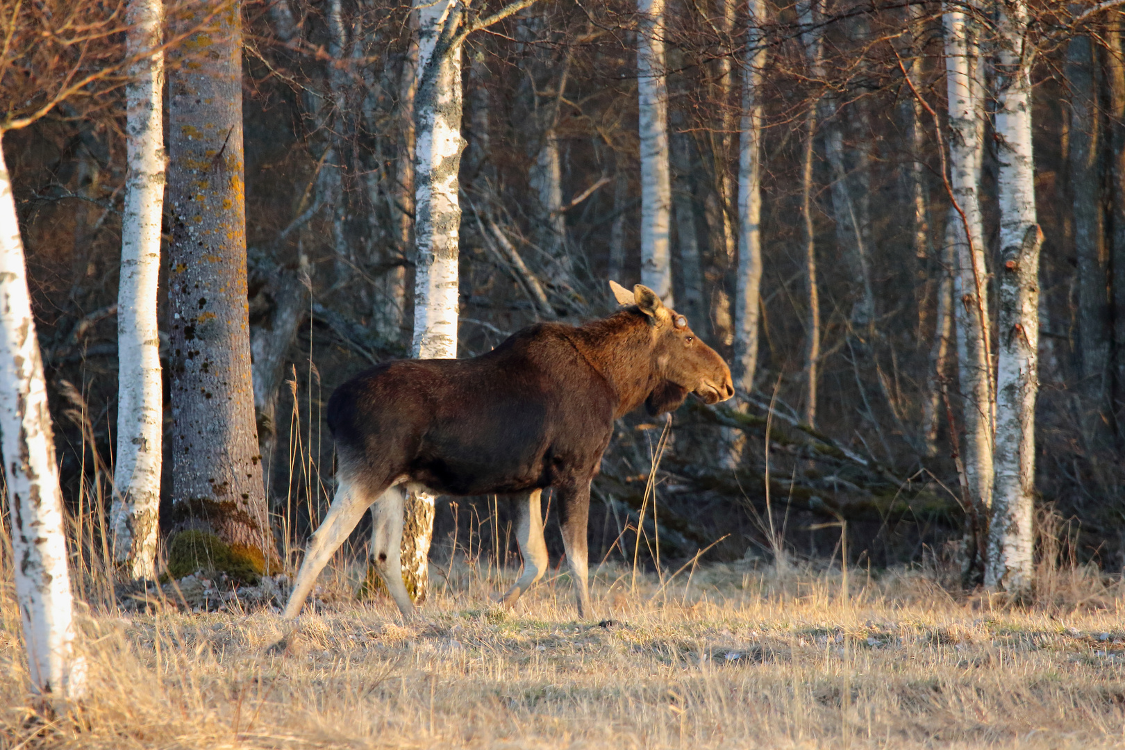 Elk (Alces alces)