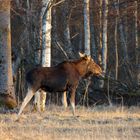 Elk (Alces alces)