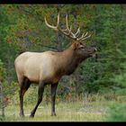 [ Elk am Hwy 93 in Jasper ]