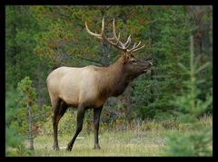 [ Elk am Hwy 93 in Jasper ]