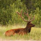 Elk