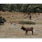 Elk