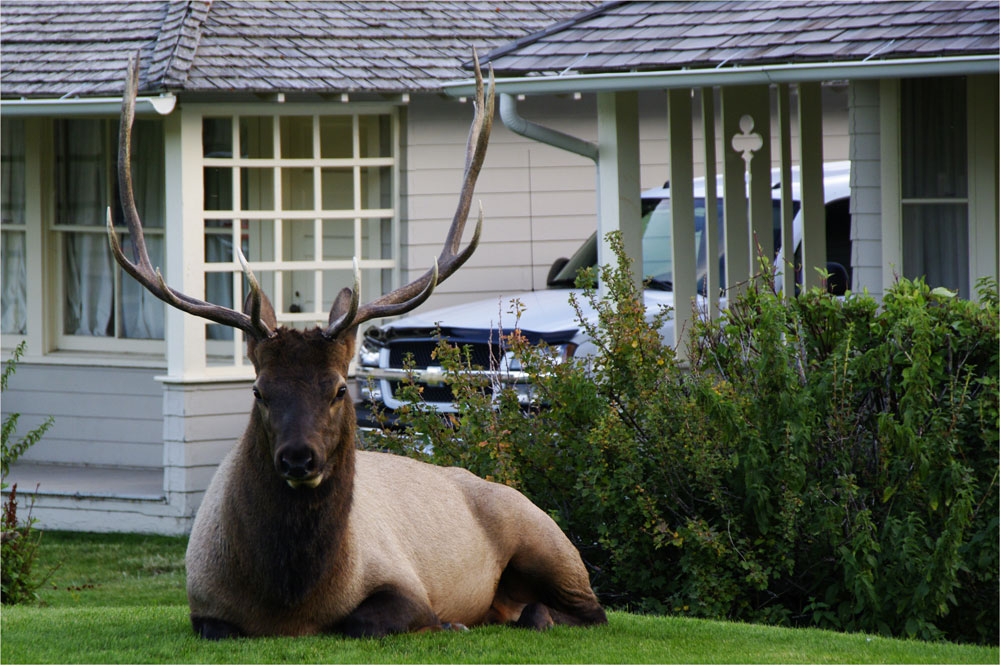 Elk beim Hotel