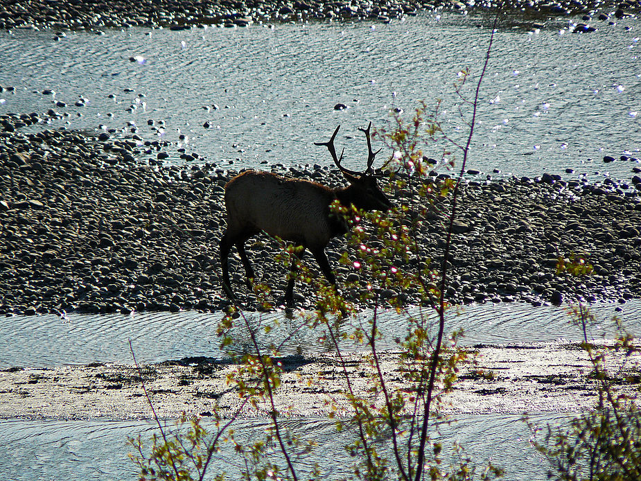 Elk beim Morgenbad in Jasper / Canada