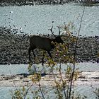 Elk beim Morgenbad in Jasper / Canada