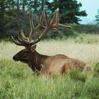 Elk