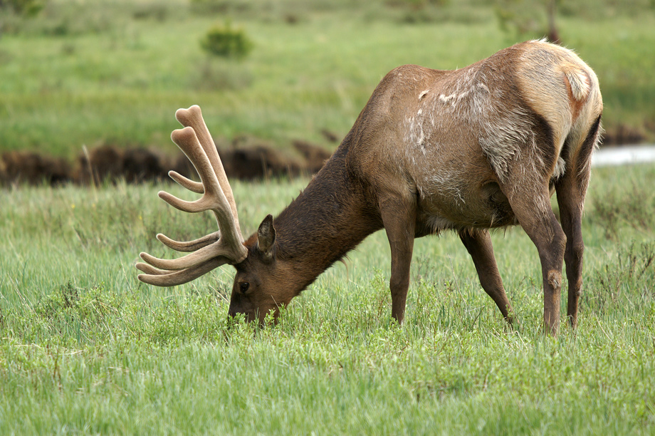 Elk-Bulle