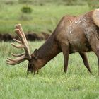 Elk-Bulle
