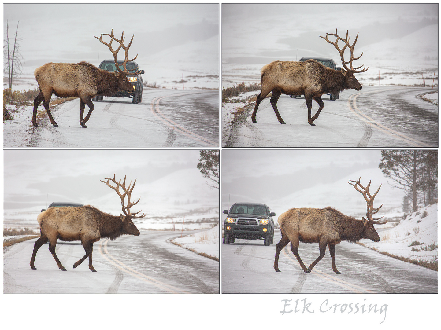 Elk Crossing