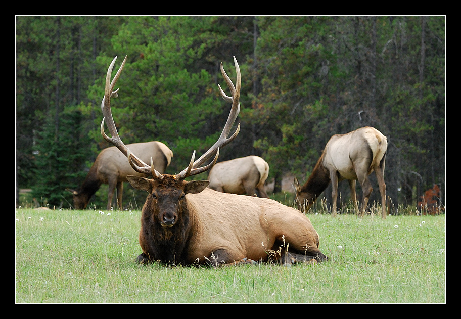 Elk