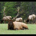 Elk