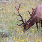 Elk