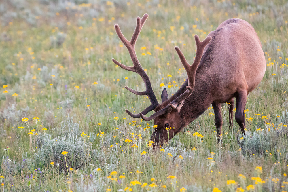 Elk