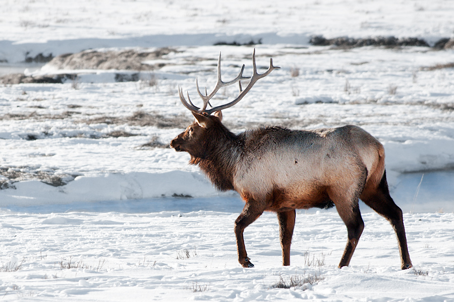 Elk