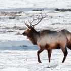 Elk