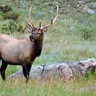 Elk